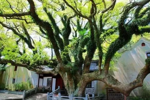 Nhân giống loại cây còn duy nhất một cá thể trên Trái đất, hiếm tới mức được bảo vệ 24/24
