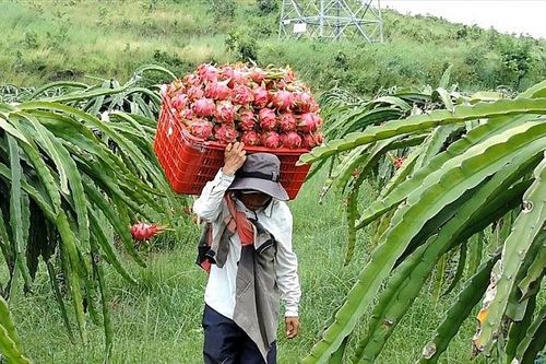 Bộ Công Thương hỗ trợ Bình Thuận xây dựng kinh tế tập thể