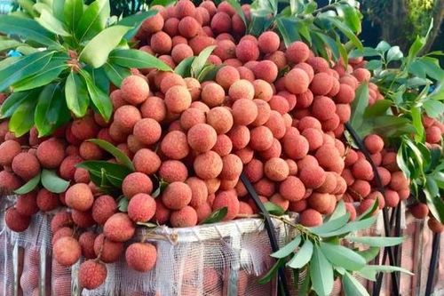 Thêm nhiều thị trường 'rộng cửa' với quả vải Việt Nam