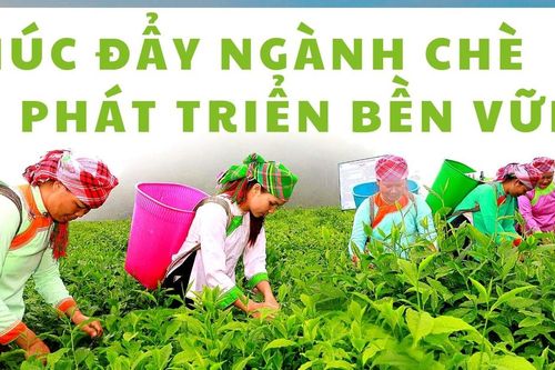 Thúc đẩy ngành chè phát triển bền vững