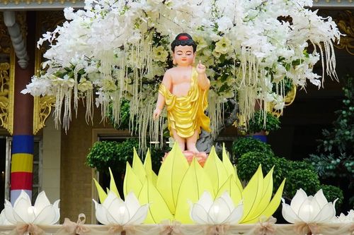 Cảm xúc mùa Phật đản: Gom thiện căn kết thành tâm sen đón Phật