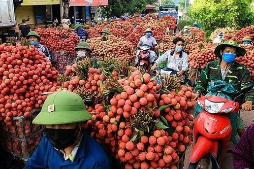 Tăng sức cạnh tranh cho đặc sản quả vải và nhãn Việt Nam vươn xa
