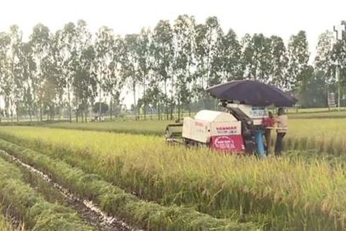 Công an huyện Mê Linh khởi tố vụ án vụ 'bảo kê' máy gặt tại xã Thạch Đà