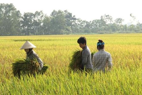 Nông dân Hà Nội thu hoạch lúa dưới nắng nóng gay gắt