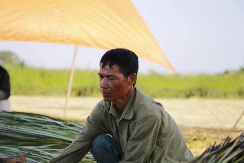 'Dầm nắng' trong vựa cói