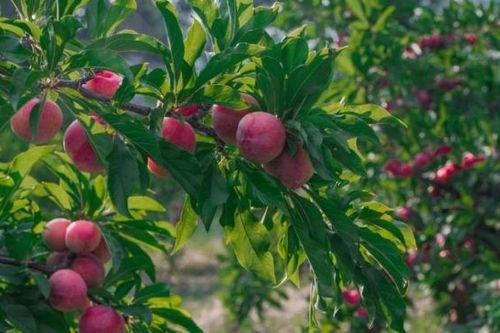 Lào Cai: Bắc Hà chuẩn bị điều kiện đón khách tham quan, trải nghiệm vườn mận