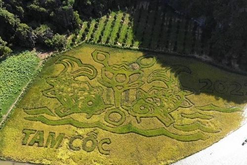Ngắm tranh 'cá chép trông trăng' hiện lên giữa ruộng lúa vàng óng ả ở Ninh Bình
