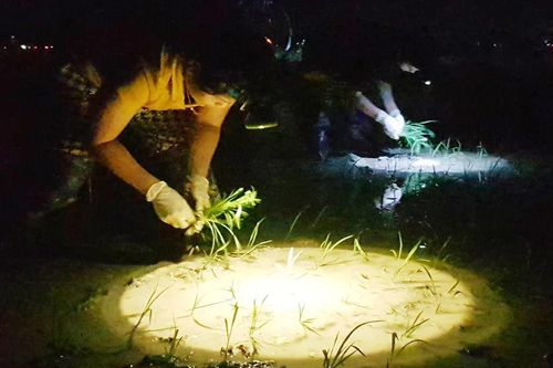 Nông dân ăn cơm giữa đồng, soi đèn cấy lúa xuyên đêm tránh nắng nóng