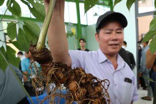 Phát triển Sâm Việt Nam trở thành ngành hàng mang thương hiệu quốc tế