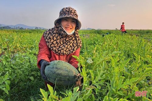Mùa dưa hấu 'ngọt' ở Nghi Xuân