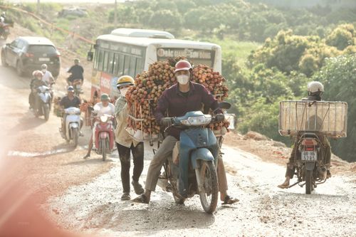 Bắc Giang: Sớm thông xe quốc lộ 31 dịp chính vụ vải thiều Lục Ngạn