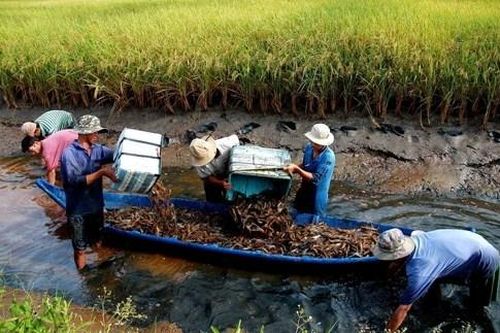 Chuyển đổi mô hình sinh kế, giảm nghèo bền vững cho miền đất mặn