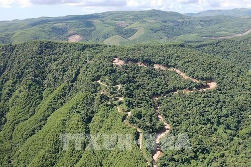 Thái Nguyên: Xử lý nghiêm việc khai thác lâm sản trái phép