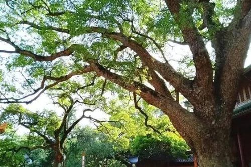 Hành trình nhân giống loại cây chỉ có một cá thể trên Trái đất