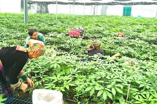 Việt Nam đặt mục tiêu trở thành nước sản xuất sâm lớn trên thế giới