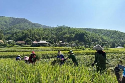 Lực lượng Công an xã Yên Khương giúp dân gặt lúa: Hình ảnh đẹp về sự gắn bó quân dân