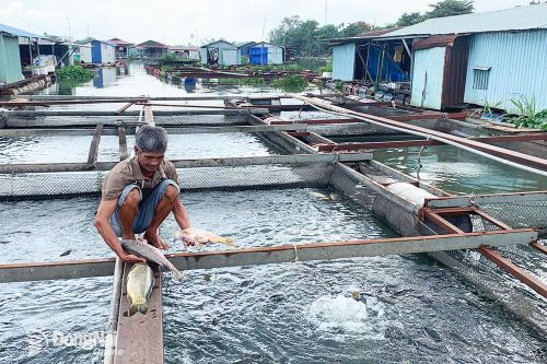 Làng cá bè Hiệp Hòa lo đầu ra chậm, cá chết