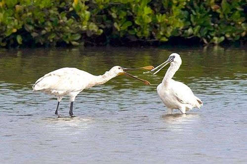 Các loài chim nước tại Việt Nam: Tuyệt đẹp và đáng nâng niu