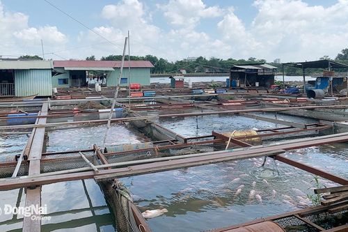 Hơn 1 ngàn tấn cá chờ thu hoạch tại làng nuôi cá bè tại P.Hiệp Hòa