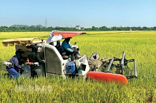 Lúa đông xuân bội thu