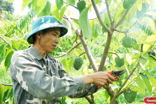 Bứt phá trong sản xuất nông nghiệp ứng dụng công nghệ cao
