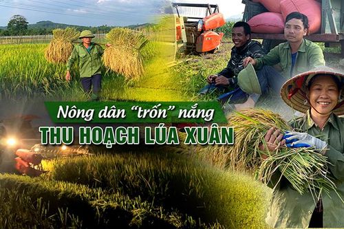 Nông dân 'trốn' nắng thu hoạch lúa xuân