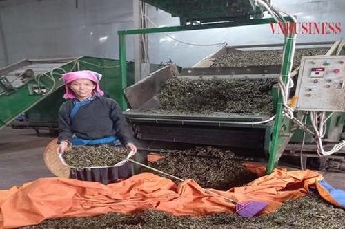 Người Tày đưa nông sản vùng cao xuất khẩu sang châu Âu