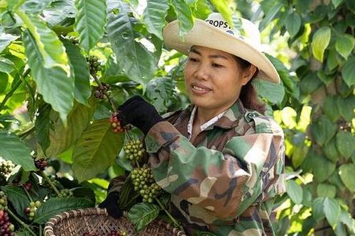 HTX gắn với chuỗi liên kết, mang lại hiệu quả cao cho nông dân Đắk Nông