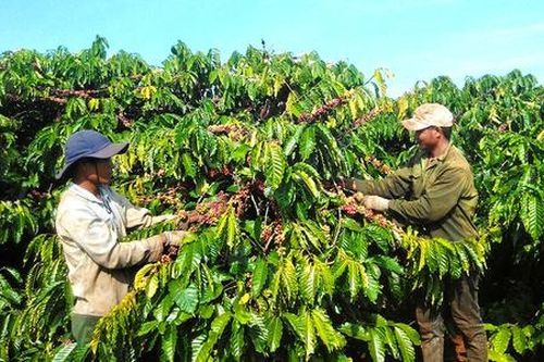 Nông dân Đak Đoa cùng HTX canh tác cà phê bền vững giúp xóa đói giảm nghèo