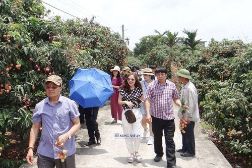 Hải Dương tạo mọi điều kiện để Aeon tìm hiểu, thu mua vải thiều Thanh Hà