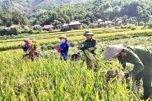 Đẫm mồ hôi cùng bà con gặt lúa giữa ngày nắng lửa