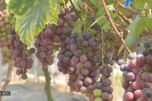 Đổi mới để phát triển sản xuất nông nghiệp | Nông nghiệp Nông thôn | 01/06/2023