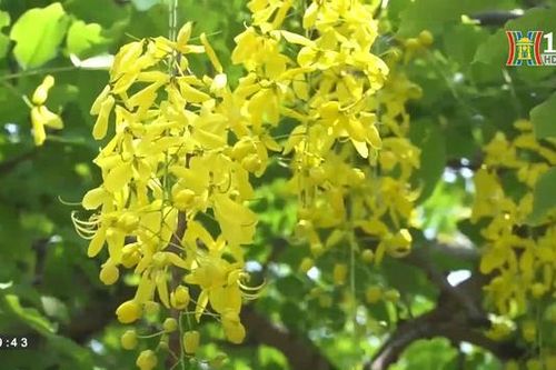 Muồng hoàng yến khoe sắc quanh hồ Tây