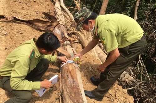 Thông tin mới vụ phá rừng tự nhiên để mở đường ở Quảng Ngãi