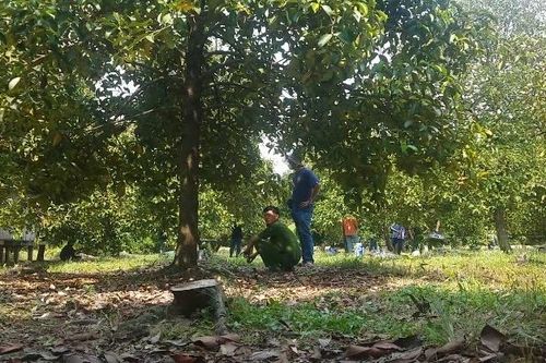 Phát hiện bộ xương người trong vườn trái cây ở TP.HCM