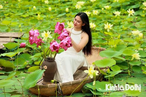 Cánh đồng sen ở ngoại thành Hà Nội thu hút thiếu nữ đến khoe sắc