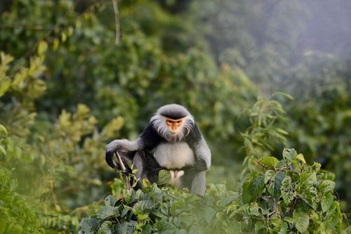 Buôn bán động vật hoang dã luôn gắn với tội phạm ma túy, buôn bán vũ khí và buôn người