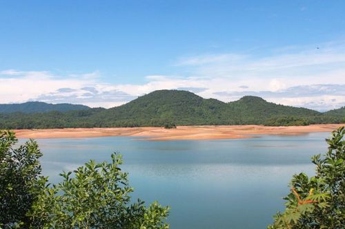 Đi lấy mật, một người đàn ông bị ong rừng đốt tử vong