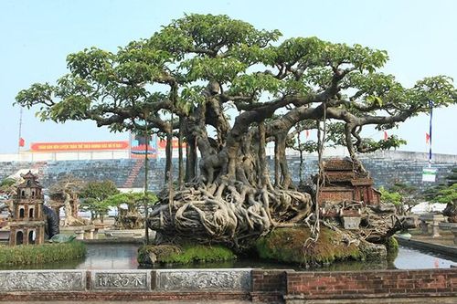 Ngắm sanh cổ thụ 10 cây vàng của đại gia Hà Nội
