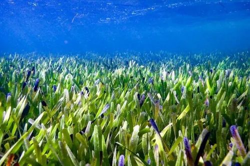 Sinh vật khổng lồ nắm giữ 'thuốc giải' đặc trị biến đổi khí hậu