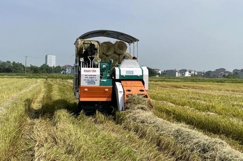 Kiếm tiền triệu từ gom rơm, rạ bằng máy trên các cánh đồng