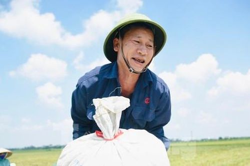 Nông dân Hà Nội miệt mài thu hoạch lúa dưới nắng nóng gay gắt