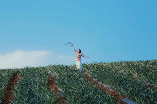Lạc lối giữa cánh đồng dứa tuyệt đẹp tại Ninh Bình