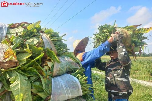 'Đội nắng' thu hoạch thuốc lào