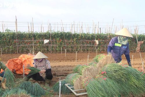 Nông dân Nghệ An phấn khởi vì hành hoa được giá