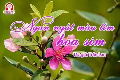 Tản văn hay: Ngan ngát màu tím hoa sim