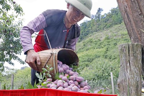Ngắm nhìn những vườn mận chín đỏ trên cao nguyên Mộc Châu