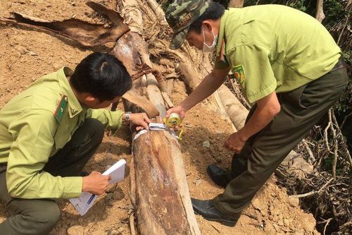 Quảng Ngãi: Điều tra hành vi phá rừng phục vụ thi công cao tốc