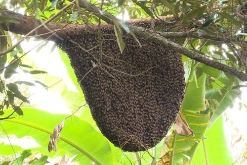 Hà Tĩnh: Đi lấy mật, người đàn ông bị ong đốt tử vong