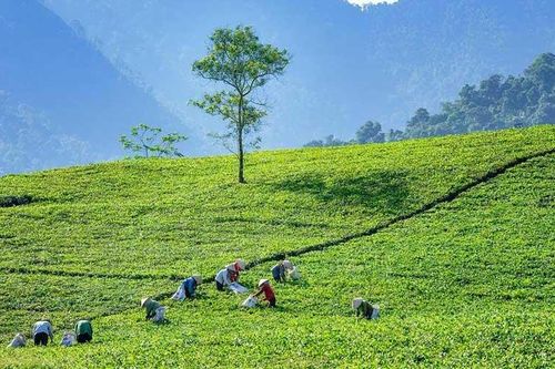 Về Thái Nguyên uống trà, ngắm cảnh, thưởng thức đồ ăn ngon